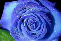 蓝色妖姬爆料完整视频大全,完整视频大全幕后故事大公开